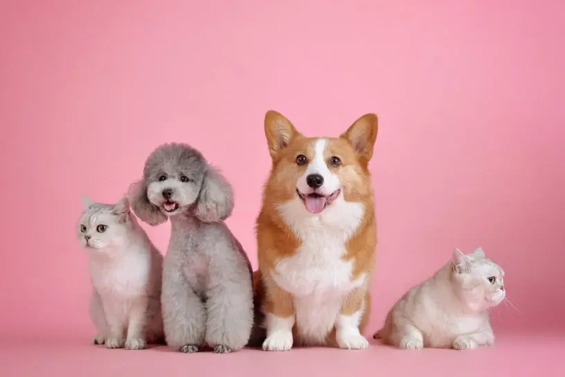 cuccioli